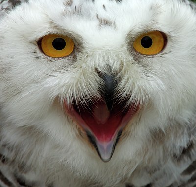 BUITEN BEELD Foto: 138856