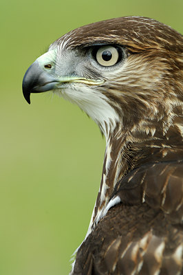 BUITEN BEELD Foto: 138862