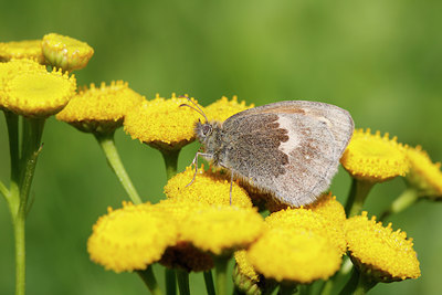 BUITEN BEELD Foto: 138876