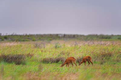 BUITEN BEELD Foto: 138885