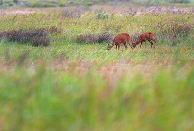 BUITEN BEELD Foto: 138886