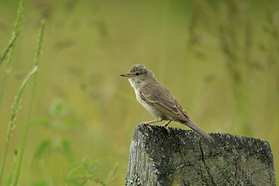 BUITEN BEELD Foto: 138910