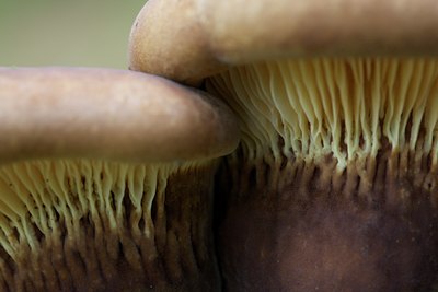 BUITEN BEELD Foto: 138919
