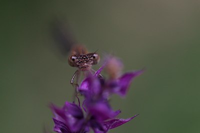 BUITEN BEELD Foto: 138926