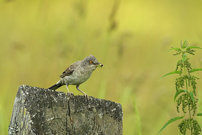 BUITEN BEELD Foto: 138940