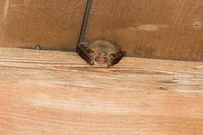 BUITEN BEELD Foto: 138963