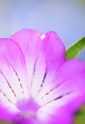 BUITEN BEELD Foto: 138993