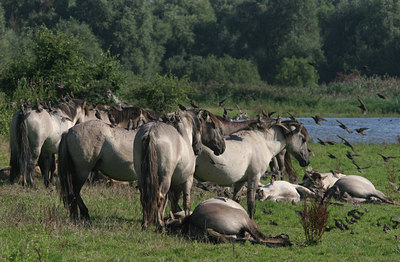 BUITEN BEELD Foto: 13020