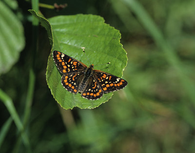 BUITEN BEELD Foto: 13041