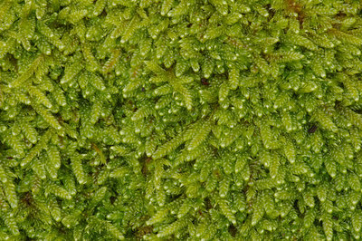 BUITEN BEELD Foto: 13057