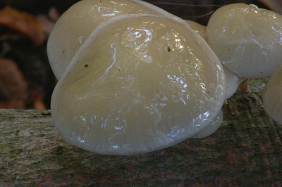 BUITEN BEELD Foto: 13066