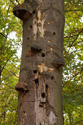 BUITEN BEELD Foto: 13068
