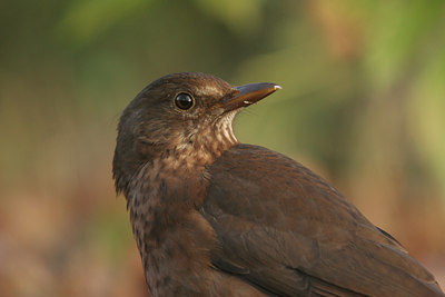 BUITEN BEELD Foto: 13265