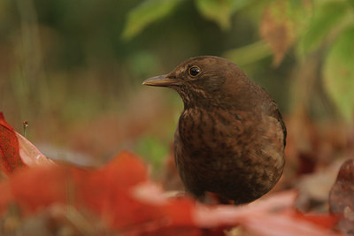 BUITEN BEELD Foto: 13266