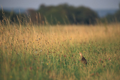 BUITEN BEELD Foto: 13344