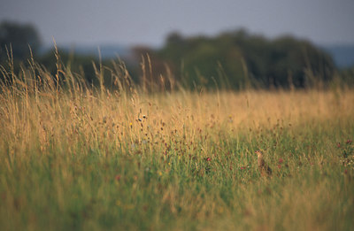 BUITEN BEELD Foto: 13364