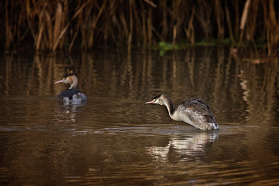 BUITEN BEELD Foto: 13391