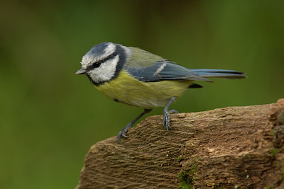 BUITEN BEELD Foto: 13403