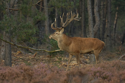 BUITEN BEELD Foto: 13412