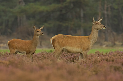 BUITEN BEELD Foto: 13415