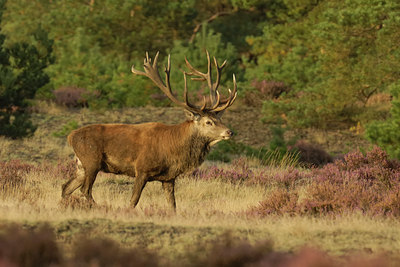 BUITEN BEELD Foto: 13416