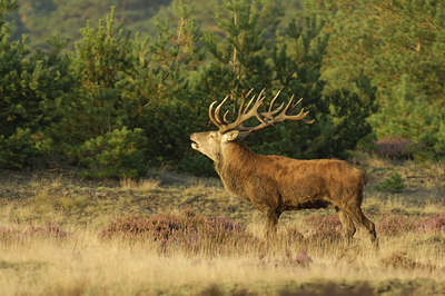 BUITEN BEELD Foto: 13418