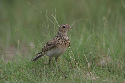 BUITEN BEELD Foto: 13424