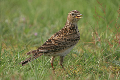 BUITEN BEELD Foto: 13433