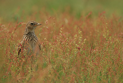 BUITEN BEELD Foto: 13436