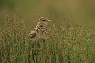 BUITEN BEELD Foto: 13439