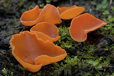 BUITEN BEELD Foto: 13440