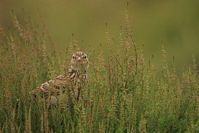 BUITEN BEELD Foto: 13443