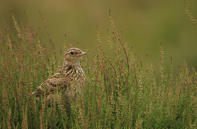 BUITEN BEELD Foto: 13446