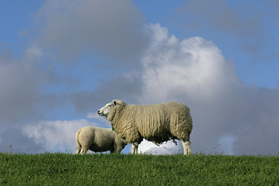 BUITEN BEELD Foto: 13451