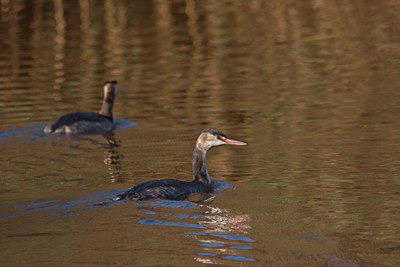BUITEN BEELD Foto: 13453