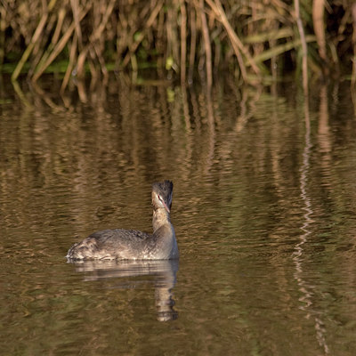 BUITEN BEELD Foto: 13454