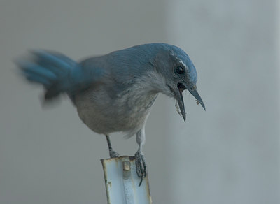 BUITEN BEELD Foto: 13469