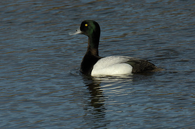 BUITEN BEELD Foto: 13477