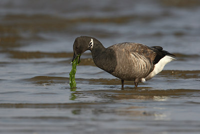 BUITEN BEELD Foto: 13500