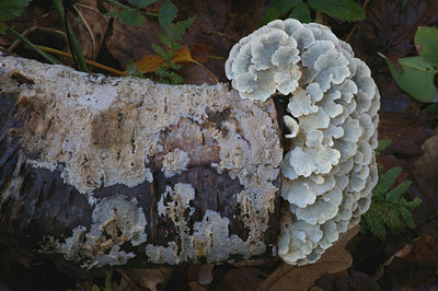 BUITEN BEELD Foto: 13505