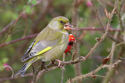BUITEN BEELD Foto: 13506