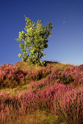 BUITEN BEELD Foto: 13518