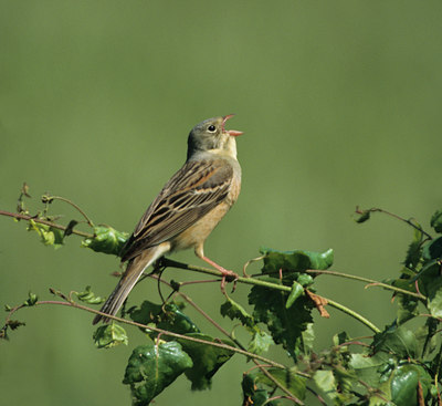 BUITEN BEELD Foto: 13542