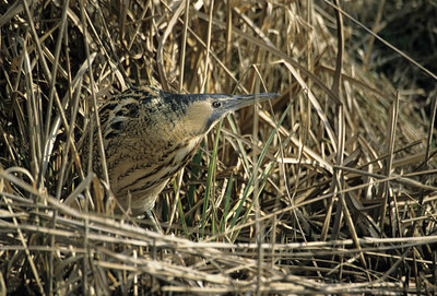 BUITEN BEELD Foto: 13545