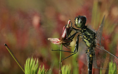 BUITEN BEELD Foto: 13559