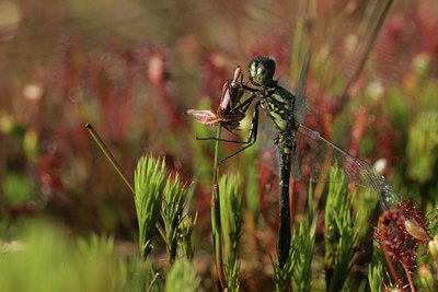 BUITEN BEELD Foto: 13560