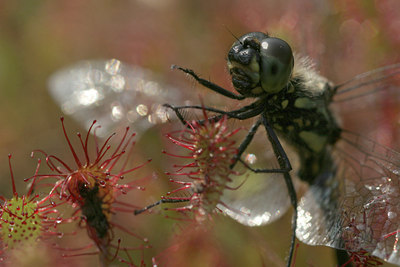 BUITEN BEELD Foto: 13562