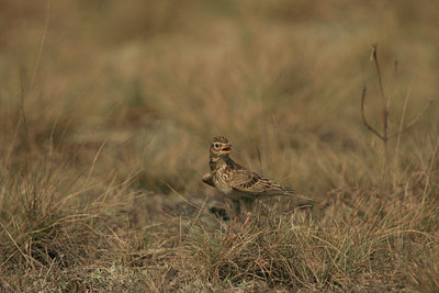 BUITEN BEELD Foto: 13571