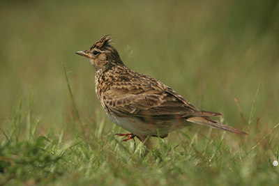 BUITEN BEELD Foto: 13572