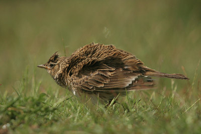 BUITEN BEELD Foto: 13573